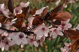 Kirsch-Pflaume 'Nigra', Kirschpflaume 'Nigra', Prunus cerasifera 'Nigra' Kauf von 05711_prunus_cerasifera_nigra_dsc_3239.jpg