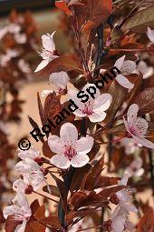 Kirsch-Pflaume 'Nigra', Kirschpflaume 'Nigra', Prunus cerasifera 'Nigra' Kauf von 05711_prunus_cerasifera_nigra_dsc_3243.jpg
