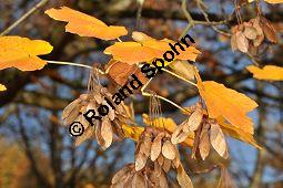 Schneeballblättriger Ahorn, Acer opalus var. tomentosum, Aceraceae, Acer opalus var. tomentosum, Schneeballblättriger Ahorn, fruchtend Kauf von 05712_acer_opalus_tomentosum_dsc_0906.jpg