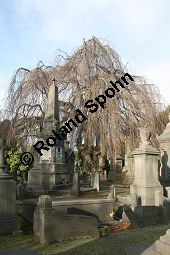 Rot-Buche 'Pendula', Fagus sylvatica 'Pendula' auf Friedhof, Brüssel Kauf von 05723_fagus_sylvatica_pendula_img_5265.jpg