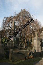 Rot-Buche 'Pendula', Fagus sylvatica 'Pendula' auf Friedhof, Brüssel Kauf von 05723_fagus_sylvatica_pendula_img_5266.jpg