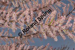 Kleinblütige Tamariske, Tamarix parviflora Kauf von 05729_tamarix_parviflora_dsc_3831.jpg