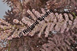 Kleinblütige Tamariske, Tamarix parviflora Kauf von 05729_tamarix_parviflora_dsc_3832.jpg