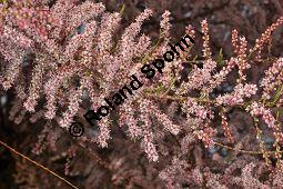 Kleinblütige Tamariske, Tamarix parviflora Kauf von 05729_tamarix_parviflora_dsc_3833.jpg