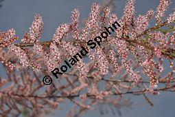 Kleinblütige Tamariske, Tamarix parviflora Kauf von 05729_tamarix_parviflora_dsc_3834.jpg
