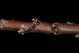 Kleinblütige Tamariske, Tamarix parviflora Kauf von 05729_tamarix_parviflora_img_2149.jpg