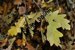 Zerr-Eiche, Quercus cerris, Quercus cerris, Zerr-Eiche, Zerreiche, Fagaceae, fruchtend Kauf von 05737_quercus_cerris_dsc_0772.jpg