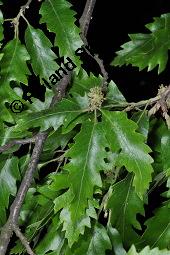 Zerr-Eiche, Quercus cerris, Quercus cerris, Zerr-Eiche, Zerreiche, Fagaceae, fruchtend Kauf von 05737_quercus_cerris_dsc_4202.jpg