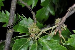 Zerr-Eiche, Quercus cerris, Quercus cerris, Zerr-Eiche, Zerreiche, Fagaceae, fruchtend Kauf von 05737_quercus_cerris_dsc_4203.jpg