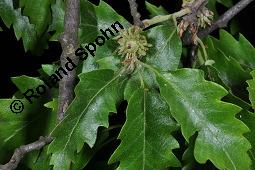 Zerr-Eiche, Quercus cerris, Quercus cerris, Zerr-Eiche, Zerreiche, Fagaceae, fruchtend Kauf von 05737_quercus_cerris_dsc_4204.jpg