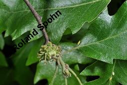 Zerr-Eiche, Quercus cerris, Quercus cerris, Zerr-Eiche, Zerreiche, Fagaceae, fruchtend Kauf von 05737_quercus_cerris_dsc_4205.jpg
