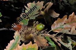 Zerr-Eiche, Quercus cerris, Quercus cerris, Zerr-Eiche, Zerreiche, Fagaceae, fruchtend Kauf von 05737_quercus_cerris_dsc_7981.jpg