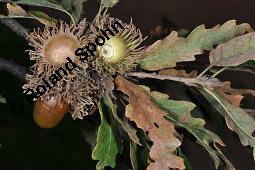 Zerr-Eiche, Quercus cerris, Quercus cerris, Zerr-Eiche, Zerreiche, Fagaceae, fruchtend Kauf von 05737_quercus_cerris_dsc_7982.jpg