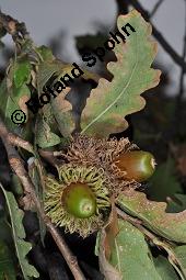 Zerr-Eiche, Quercus cerris, Quercus cerris, Zerr-Eiche, Zerreiche, Fagaceae, fruchtend Kauf von 05737_quercus_cerris_dsc_7984.jpg