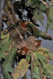 Zerr-Eiche, Quercus cerris, Quercus cerris, Zerr-Eiche, Zerreiche, Fagaceae, fruchtend Kauf von 05737_quercus_cerris_dsc_7986.jpg