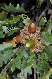 Zerr-Eiche, Quercus cerris, Quercus cerris, Zerr-Eiche, Zerreiche, Fagaceae, fruchtend Kauf von 05737_quercus_cerris_dsc_7987.jpg