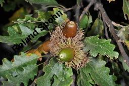 Zerr-Eiche, Quercus cerris, Quercus cerris, Zerr-Eiche, Zerreiche, Fagaceae, fruchtend Kauf von 05737_quercus_cerris_dsc_7988.jpg