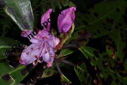 Pontischer Rhododendron, Rhododendron ponticum Kauf von 05738_rhododendron_ponticum_dsc_0935.jpg