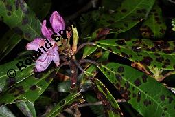 Pontischer Rhododendron, Rhododendron ponticum Kauf von 05738_rhododendron_ponticum_dsc_0936.jpg