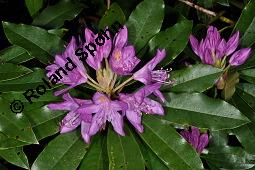 Pontischer Rhododendron, Rhododendron ponticum Kauf von 05738_rhododendron_ponticum_dsc_0937.jpg