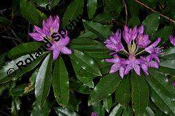 Pontischer Rhododendron, Rhododendron ponticum Kauf von 05738_rhododendron_ponticum_dsc_0938.jpg