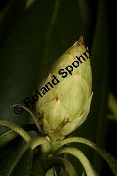 Pontischer Rhododendron, Rhododendron ponticum Kauf von 05738_rhododendron_ponticum_img_6090.jpg