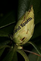 Pontischer Rhododendron, Rhododendron ponticum Kauf von 05738_rhododendron_ponticum_img_6092.jpg