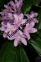 Pontischer Rhododendron, Rhododendron ponticum Kauf von 05738_rhododendron_ponticum_img_9087.jpg