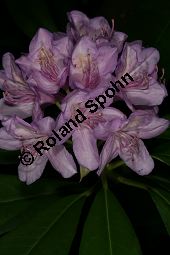 Pontischer Rhododendron, Rhododendron ponticum Kauf von 05738_rhododendron_ponticum_img_9088.jpg
