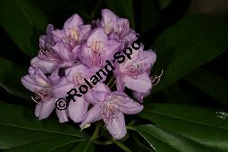 Pontischer Rhododendron, Rhododendron ponticum Kauf von 05738_rhododendron_ponticum_img_9089.jpg