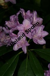 Pontischer Rhododendron, Rhododendron ponticum Kauf von 05738_rhododendron_ponticum_img_9090.jpg