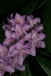 Pontischer Rhododendron, Rhododendron ponticum Kauf von 05738_rhododendron_ponticum_img_9091.jpg