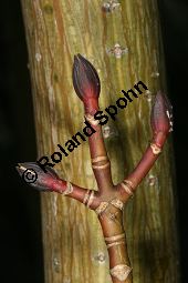 Roter Schlangenhaut-Ahorn, Acer capillipes Kauf von 05739_acer_capillipes_img_6028.jpg