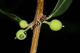Schmalblättrige Steinlinde, Phillyrea angustifolia, Oleaceae, Phillyrea angustifolia, Schmalblättrige Steinlinde, Beblättert Kauf von 05742phillyrea_angustifoliaimg_2983.jpg