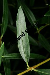 Schmalblättrige Steinlinde, Phillyrea angustifolia, Oleaceae, Phillyrea angustifolia, Schmalblättrige Steinlinde, Beblättert Kauf von 05742phillyrea_angustifoliaimg_2984.jpg
