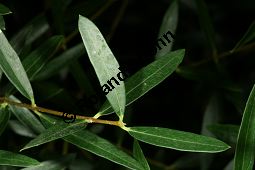Schmalblättrige Steinlinde, Phillyrea angustifolia, Oleaceae, Phillyrea angustifolia, Schmalblättrige Steinlinde, Beblättert Kauf von 05742phillyrea_angustifoliaimg_2985.jpg
