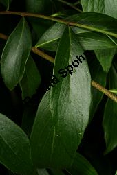 Schmalblättrige Steinlinde, Phillyrea angustifolia, Oleaceae, Phillyrea angustifolia, Schmalblättrige Steinlinde, Beblättert Kauf von 05742phillyrea_angustifoliaimg_2988.jpg