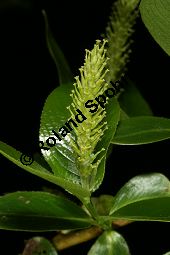 Lorbeer-Weide, Salix pentandra Kauf von 05749_salix_pentandra_img_7804.jpg