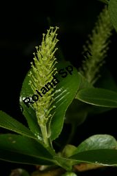 Lorbeer-Weide, Salix pentandra Kauf von 05749_salix_pentandra_img_7805.jpg