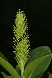 Lorbeer-Weide, Salix pentandra Kauf von 05749_salix_pentandra_img_7807.jpg