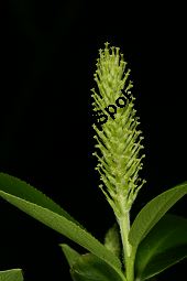 Lorbeer-Weide, Salix pentandra Kauf von 05749_salix_pentandra_img_7810.jpg