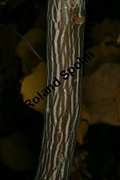 Davids Schlangenhaut-Ahorn, Acer davidii ssp. davidii Kauf von 05763_acer_davidii_img_1784.jpg