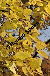 Amerikanischer Zürgelbaum, Celtis occidentalis Kauf von 05764_celtis_occidentalis_dsc_0892.jpg