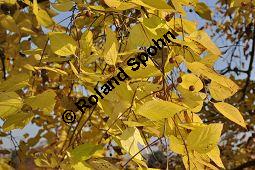 Amerikanischer Zürgelbaum, Celtis occidentalis Kauf von 05764_celtis_occidentalis_dsc_0893.jpg