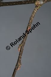 Amerikanischer Zürgelbaum, Celtis occidentalis Kauf von 05764_celtis_occidentalis_img_5955.jpg