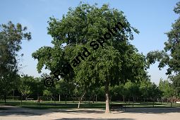 Amerikanischer Zürgelbaum, Celtis occidentalis Kauf von 05764_celtis_occidentalis_img_9254.jpg