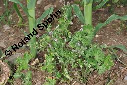 Kleiner Storchschnabel, Zwerg-Storchschnabel, Geranium pusillum Kauf von 05770_geranium_pusillum_dsc_4687.jpg