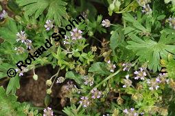 Kleiner Storchschnabel, Zwerg-Storchschnabel, Geranium pusillum Kauf von 05770_geranium_pusillum_dsc_4690.jpg