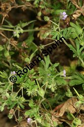 Kleiner Storchschnabel, Zwerg-Storchschnabel, Geranium pusillum Kauf von 05770geranium_pusillumimg_8412.jpg