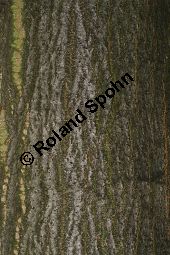 Krim-Linde, Tilia x euchlora, Tiliaceae, Tilia x euchlora, Krim-Linde, Beblättert Kauf von 05773_tilia_euchlora_img_6342.jpg